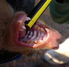 Epomophorus crypturus