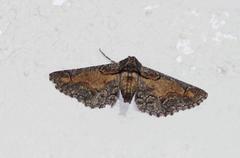 Omphalucha maturnaria