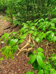 Heraclides aristodemus