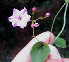 Commicarpus pentandrus