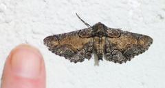 Omphalucha maturnaria