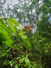 Heraclides aristodemus