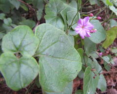 Commicarpus pentandrus