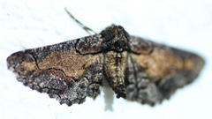 Omphalucha maturnaria