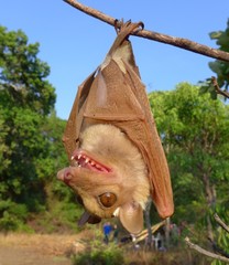 Epomophorus crypturus