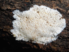 Dentipellis fragilis