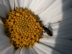 Plagiognathus arbustorum