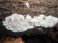 Dentipellis fragilis