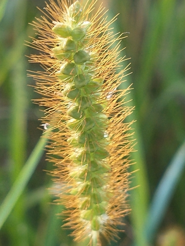 Yellow foxtail (Setaria pumila)