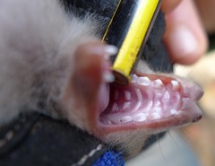 Epomophorus labiatus