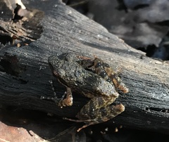 Natalobatrachus bonebergi