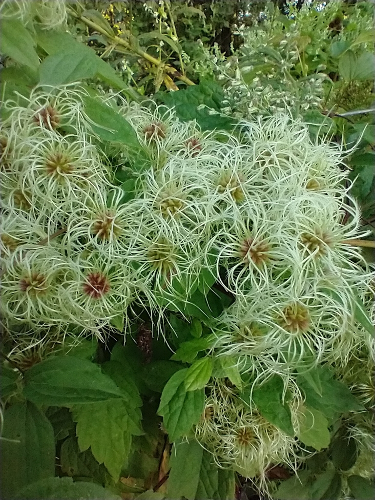 Clematis virginiana, Brandon, VT, USA