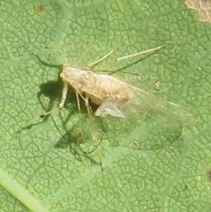 Calaphidina