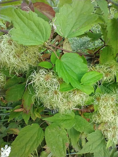 Clematis virginiana