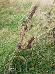 Prunella vulgaris