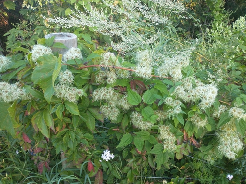 Clematis virginiana