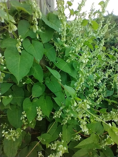 Climbing false buckwheat (Fallopia scandens)