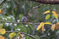 Pachyramphus homochrous