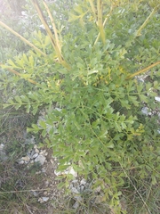 Laserpitium gallicum