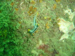 Polycera capensis