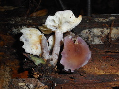 Calocybe ionides