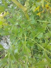 Laserpitium gallicum