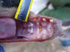 Epomophorus dobsonii