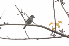 Pachyramphus homochrous