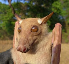 Epomophorus dobsonii