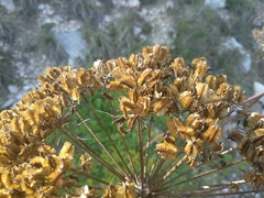 Laserpitium gallicum