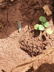 Leiocephalus personatus