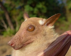 Epomophorus dobsonii
