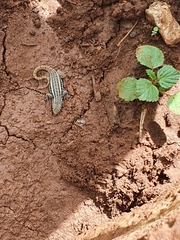 Leiocephalus personatus