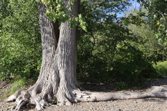 Populus deltoides deltoides
