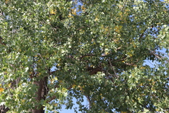 Populus deltoides deltoides