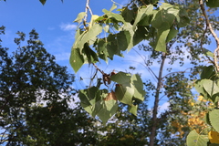Populus deltoides deltoides