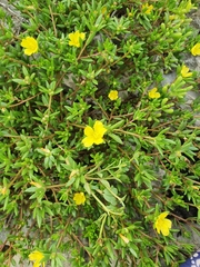 Portulaca rubricaulis