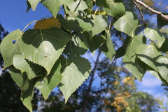 Populus deltoides deltoides