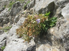 Campanula ossetica