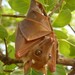 Fruit Bats - Photo (c) Jakob Fahr, some rights reserved (CC BY-NC), uploaded by Jakob Fahr