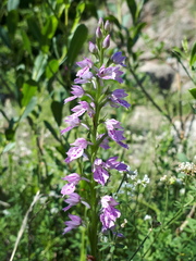 Dactylorhiza iberica