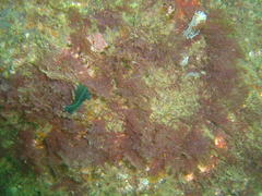 Tambja capensis