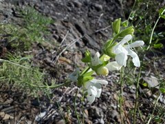 Salvia scabiosifolia