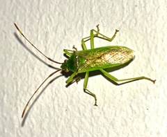 Amblypelta nitida