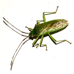 Amblypelta nitida