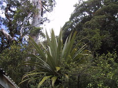 Cordyline indivisa