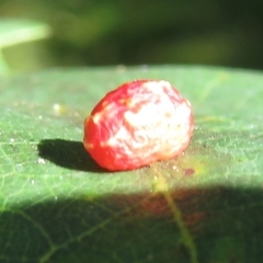 Neuroterus quercusbaccarum