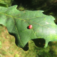 Neuroterus quercusbaccarum