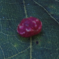 Neuroterus quercusbaccarum