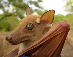 Epomophorus dobsonii